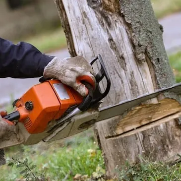 Small-Tree-Stump-removal